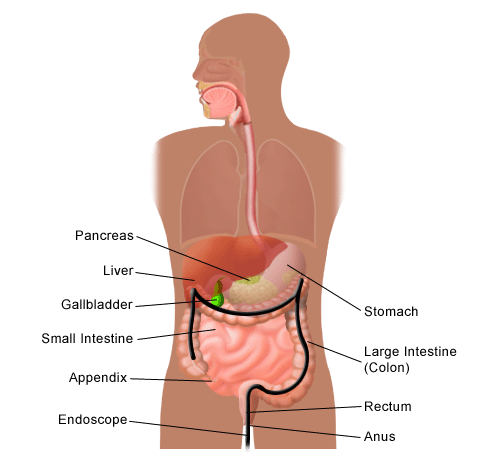 Boli ale aparatului digestiv
