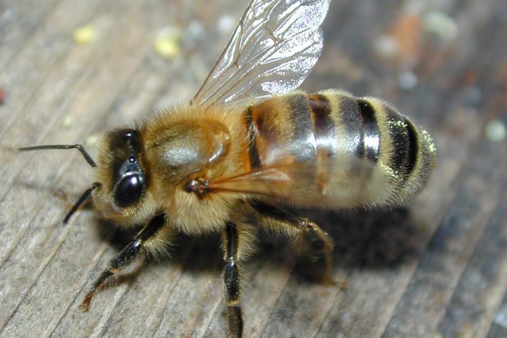 Veninul albinelor ar putea stopa raspandirea HIV