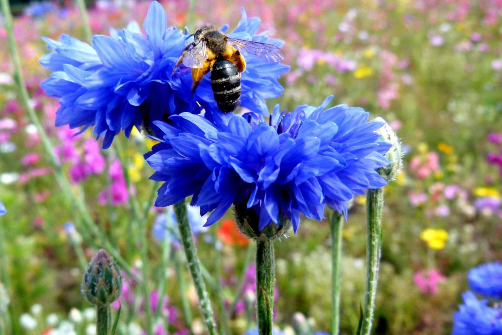 Albastrele (Centaurea cyanus L)