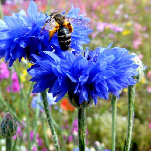 Albastrele (Centaurea cyanus L)