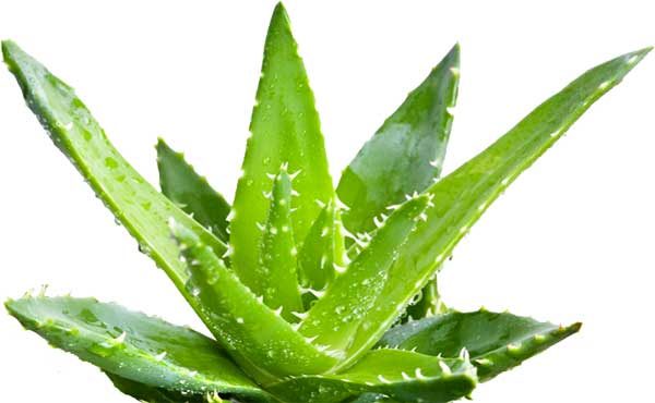 Aloe Vera – Elixirul Tineretii