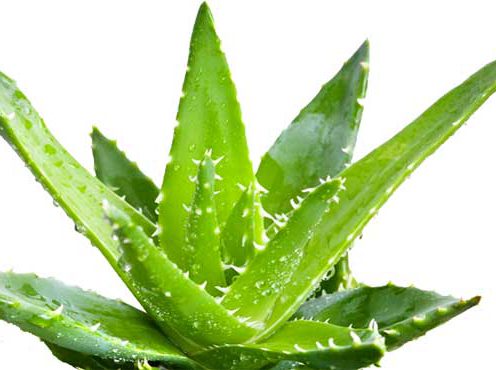 Aloe Vera – Elixirul Tineretii