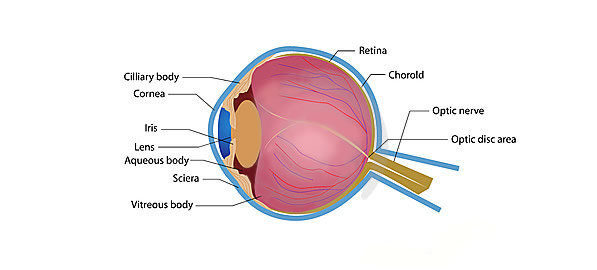 Glaucom – Glaucomul cronic