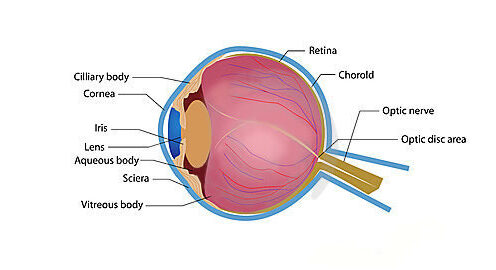 Glaucom – Glaucomul cronic